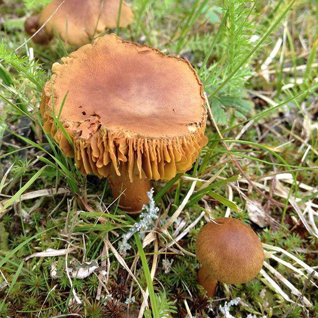 TravelDealsInt's tweet image. Worlds Cheapest Flights: bit.ly/Cheap_Flights_… #webstragram #WEBSTAPICK #mytravelgram #all_shots #alsaka #photo …