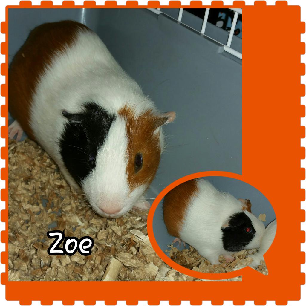 8 week old guinea pig