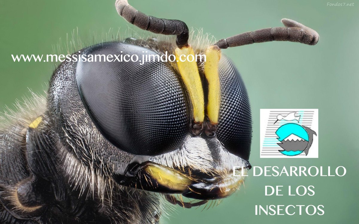 MESSISAOFICIAL's tweet image. PARA LEER LOS DATOS MAS INTERESANTES SOBRE INSECTOS, ENFERMEDADES Y DEMAS, CLICK AQUÍ messisamexico.jimdo.com/noticias/