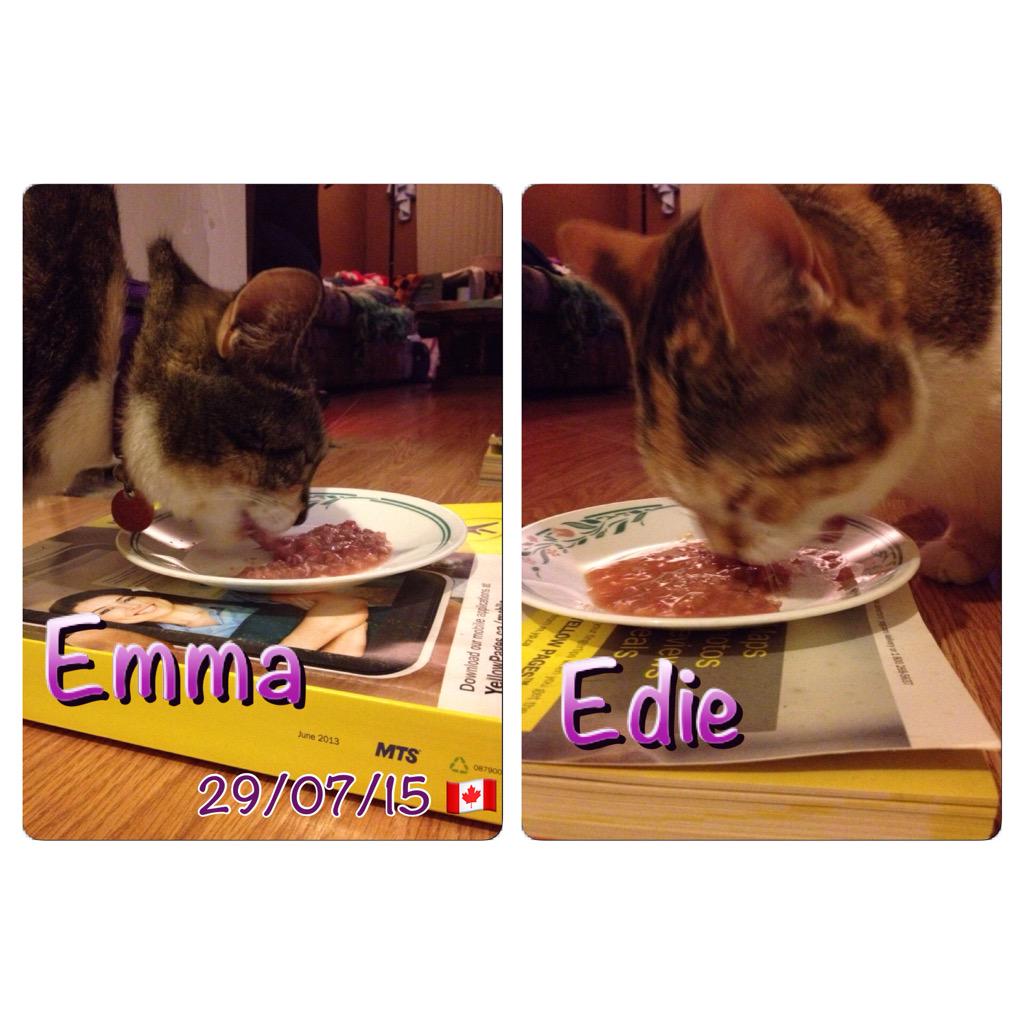 GruntsRUsCda's tweet photo. We had Carnivora rabbit for supper tonight. YUM!! π» #RawFedKitty http://t.co/g5aa4NXDpq