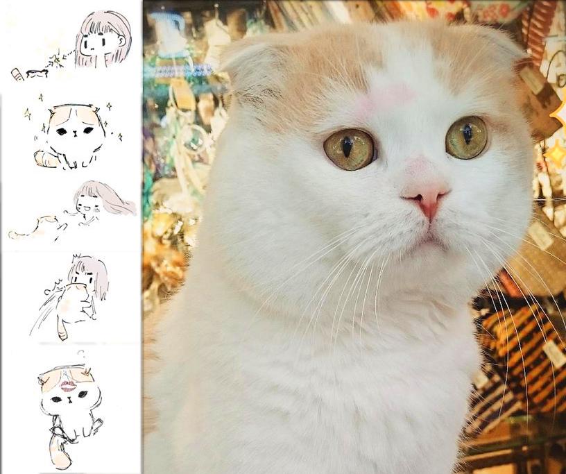 bernice_kuo68's tweet photo. Silly kitten 
#NationalLipstickDay #kitten #cats #fluffy #lovely #adorable #comics #illustration #drawing #story http://t.co/xouEwEn3JY
