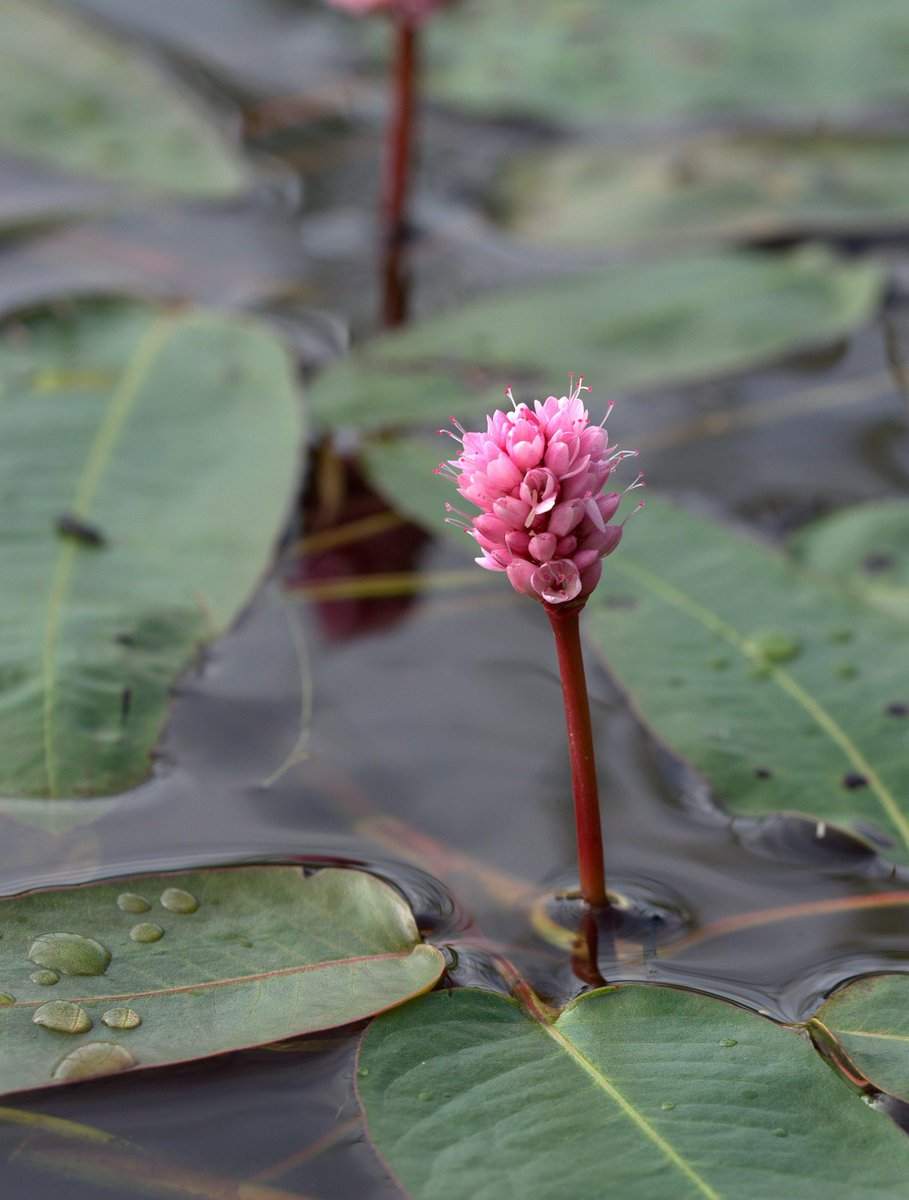 paiskiKM's tweet photo. #Vesitatar (#Persicaria amphibia) kasvaa myös maalla, mutta on silloin yleensä kukaton. #luonto #kasvit #valokuvaus http://t.co/YYlNF9F8TK