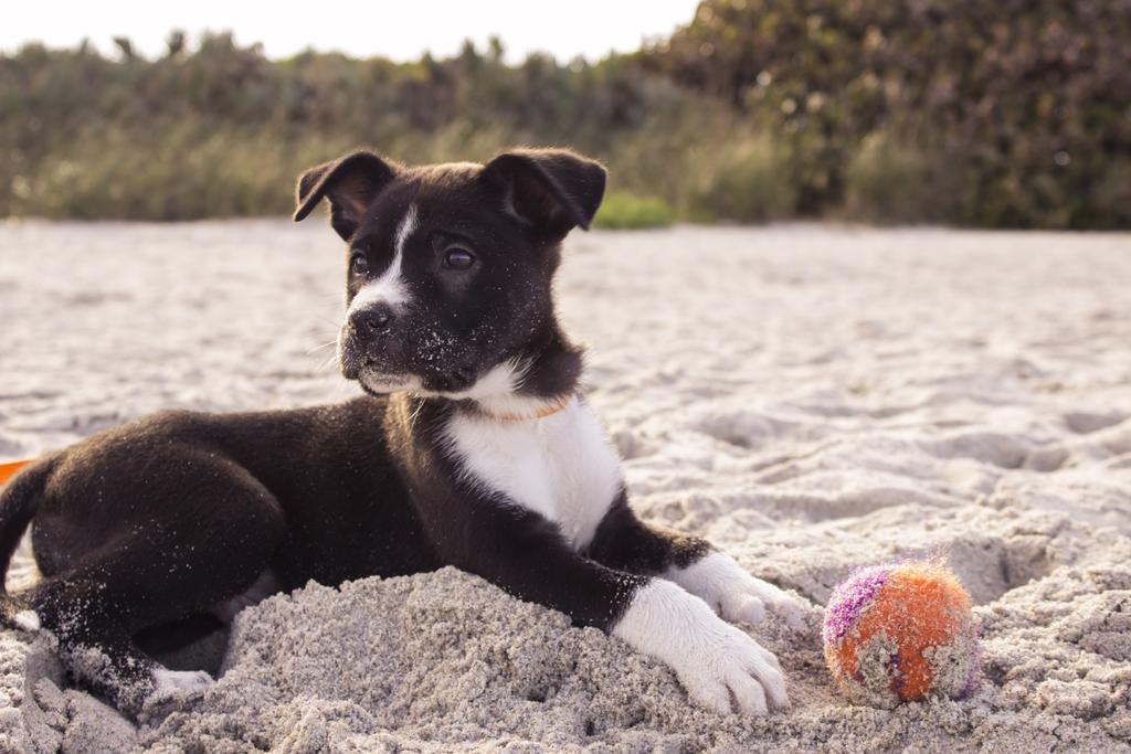 Any dog lovers out there? We need your opinions for our latest research project! 🐶🐶🐶 tinyurl.com/oqacalq