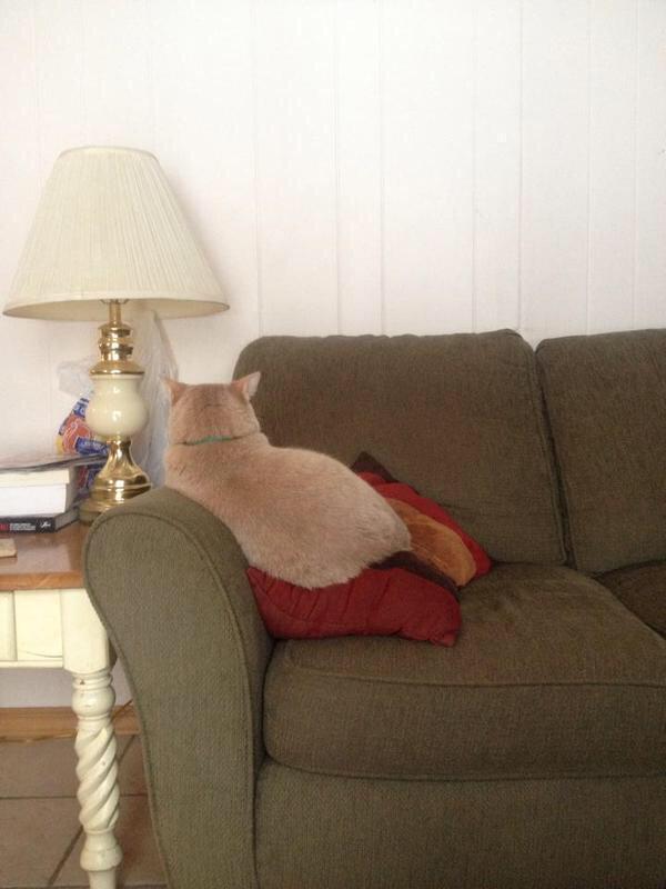 StumblerVideos's tweet photo. when you and your cat arent on good terms http://t.co/mVM8ifuGAV