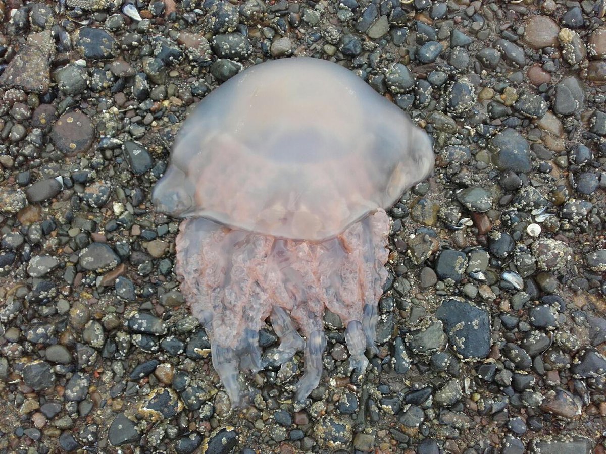 LakesRangers's tweet image. Did you know #LakeDistrict has a stunning coastline? Ranger Mike found a jellyfish at Ravenglass #nationalparksweek