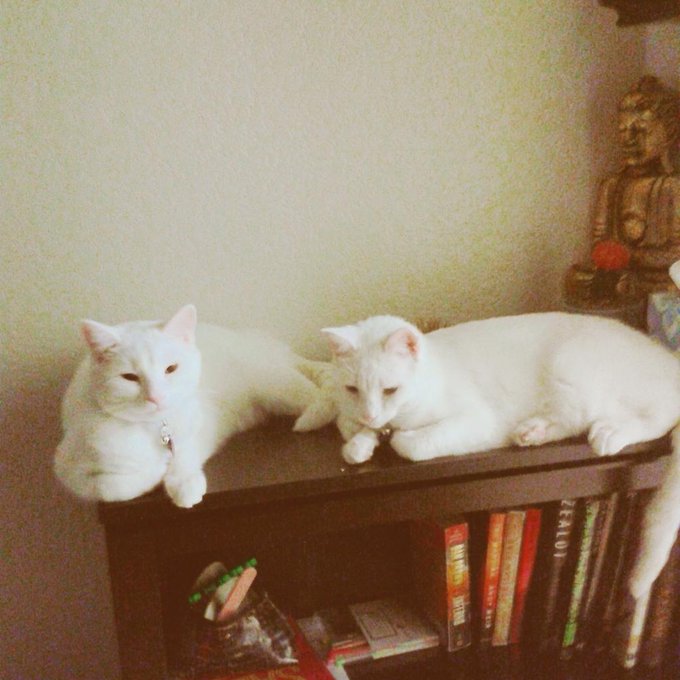 My babies ♡ http://t.co/TAuZyutu0W<a href="/tag/meow"class="tags"><span>#meow</span></a><a href="/tag/cuties"class="tags"><span>#cuties</span></a>