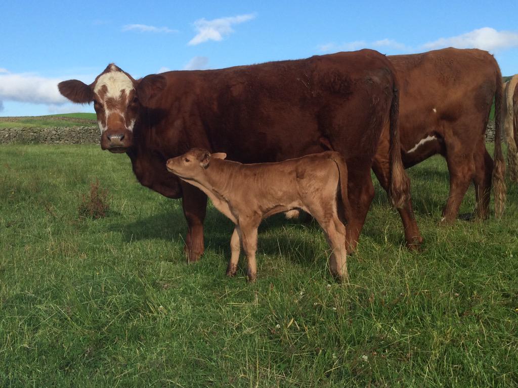 NickBuckley3's tweet photo. Little calf looking happy in the sunshine the morning #simluing #LakeDistrict #farm365 http://t.co/3MUUeWjzIH
