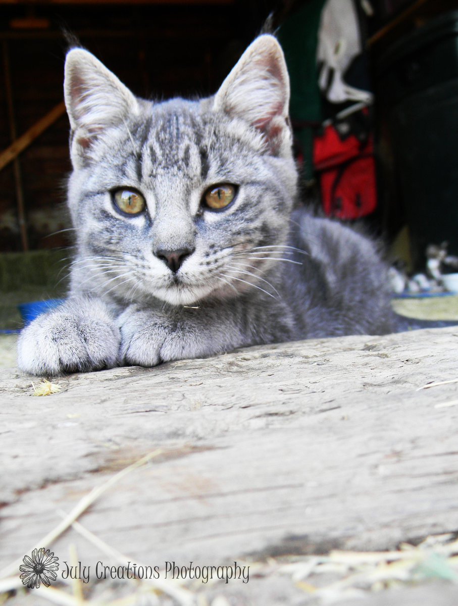 BairdHarlee's tweet photo. I never really take pictures of animals but these turned out great http://t.co/FPoUXLuSKf