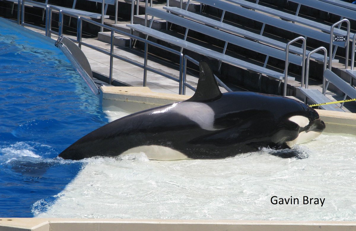 UK, help us end #orca cruelty, #switch to <a href="/Ecotricity/">ecotricity</a> &amp; WDC will receive up to £60:  uk.whales.org/ecotricity #energy