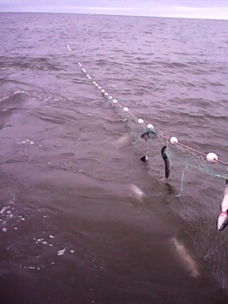 fvdeborahrenee's tweet photo. @WifeFerrigno @cougette207 @77SherBear @KimberlyBinVa @TheMountainista #fullnets #BristolBay http://t.co/EHG8fG6ZUE
