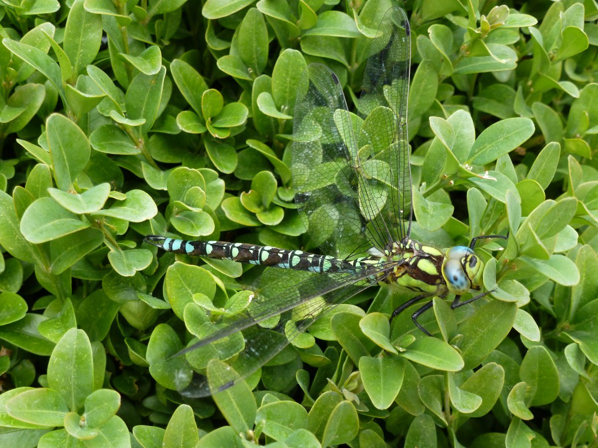 BuyHedgesOnline's tweet photo. Dragonfly on BoxHedge http://t.co/Ie4mcHPCaJ #BuxusHedging #BoxPlants #Dragonfly #HedgingSurrey #EvergreenHedging http://t.co/le12RUulel