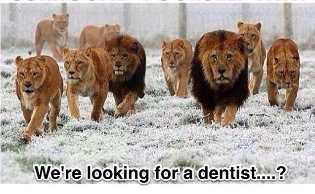 baileyscoffee2's tweet photo. #CecilTheLion http://t.co/Z6WKlOuXoS