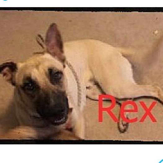DogDaysAdoption's tweet photo. REX, this Belgian Malinois has gone from death row to Dog Days! Next stop: Forever home!! #DogDaysDogoftheDay http://t.co/42wdQe6fS3