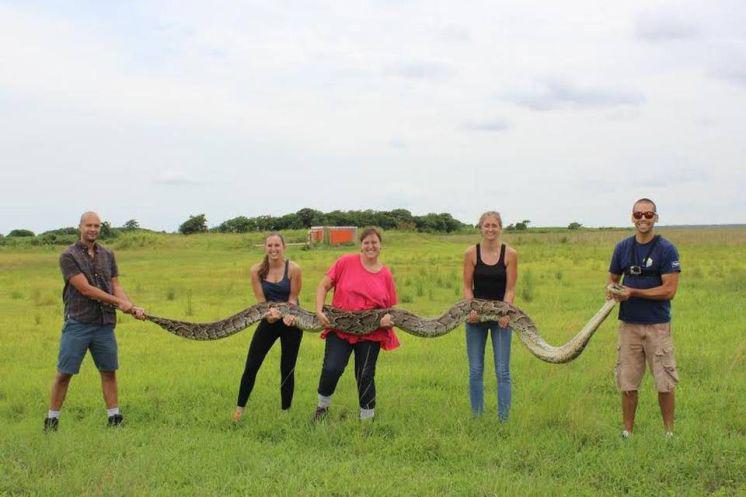 What nightmares are made of: Burmese python bagged in Everglades measures 18 feet tbtim.es/m02