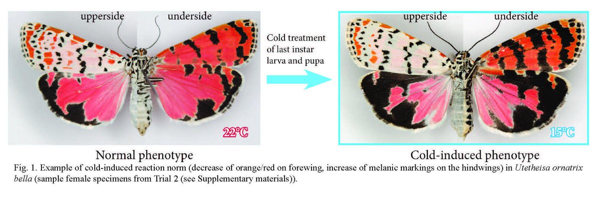 Wings of Bella Moth, Utetheisa ornatrix, turn darker if larvae/pupae are kept at colder temps.
troplep.org/TLR-25-1--Sour…