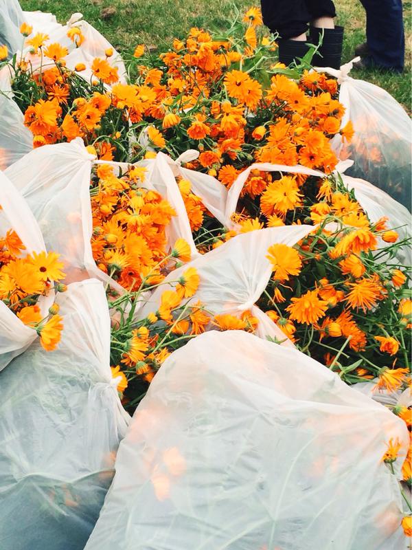 WeledaIT's tweet photo. La nostra #Calendula #biodinamica raccolta nei nostri giardini per voi e la vostra #pelle  #Weleda #Estate #Caldo http://t.co/Qhro4TNckB