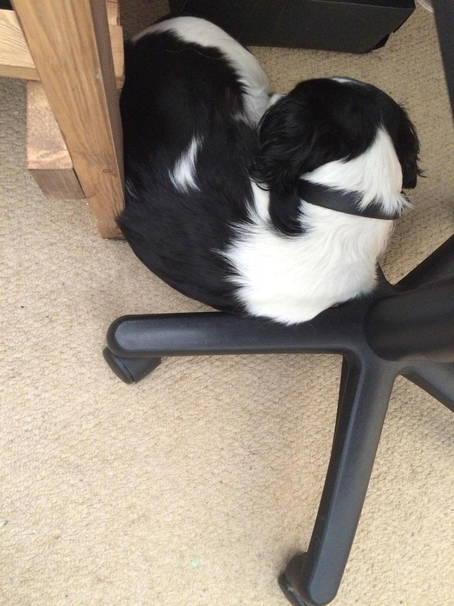 KerryLeeseMedia's tweet photo. Carson getting comfy whilst I edit! http://t.co/aLfO8bPq0o