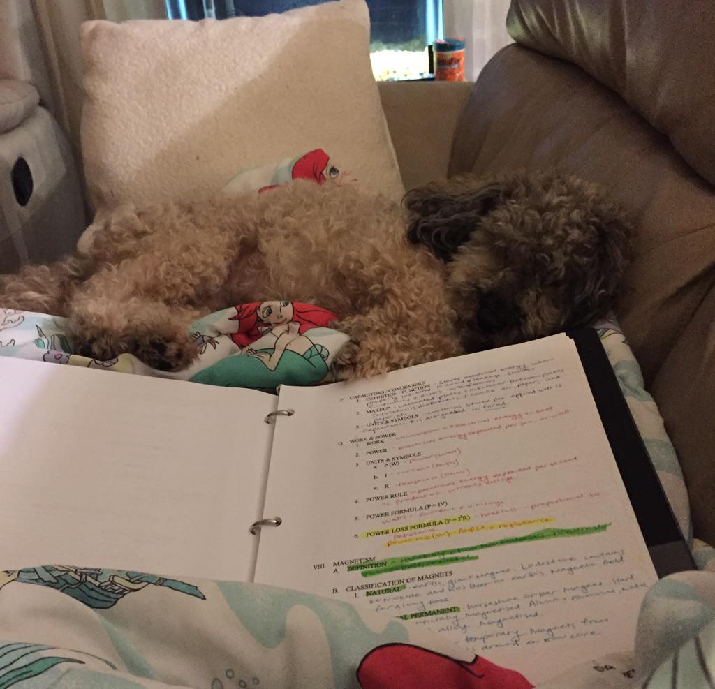 joycejaminal's tweet photo. Never leaves me while I'm studying 😴😴 http://t.co/5q8n0lK7lc
