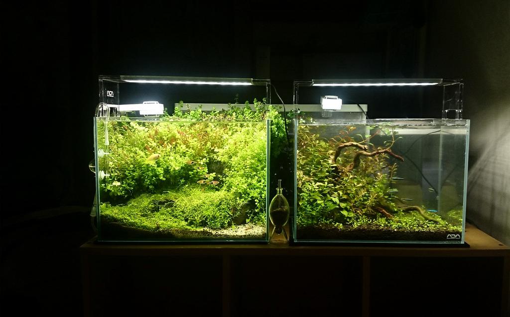 enzeru625_ADA's tweet photo. 水草水槽Twitterにupしたらブワーって拡散されてお魚好きがたくさんフォローくれるって聞いたんだけどそれってマジ！？ http://t.co/DyRukursrY