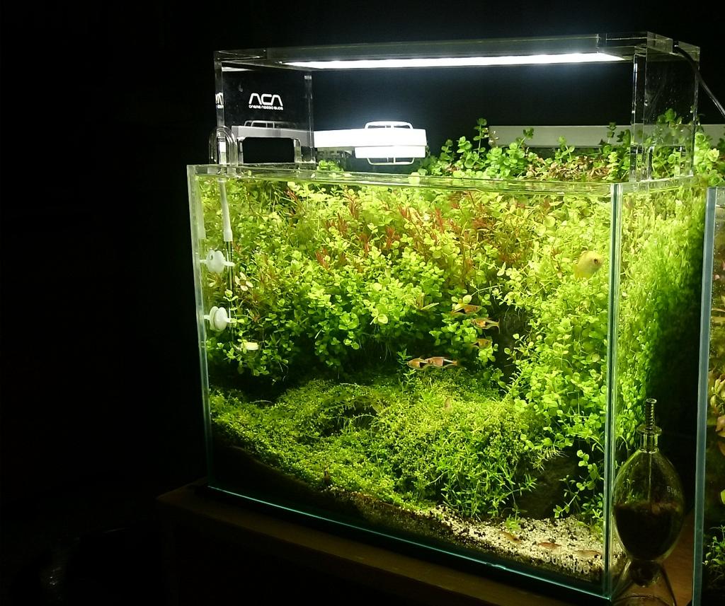 enzeru625_ADA's tweet photo. 水草水槽Twitterにupしたらブワーって拡散されてお魚好きがたくさんフォローくれるって聞いたんだけどそれってマジ！？ http://t.co/DyRukursrY