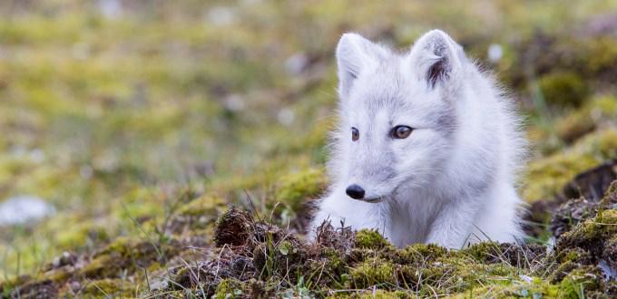 miljodir's tweet photo. Ikke forstyrr fjellreven http://t.co/GICHsoOqrS http://t.co/DNuzWWp1Hi