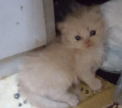 انباعت خلاص كاتي