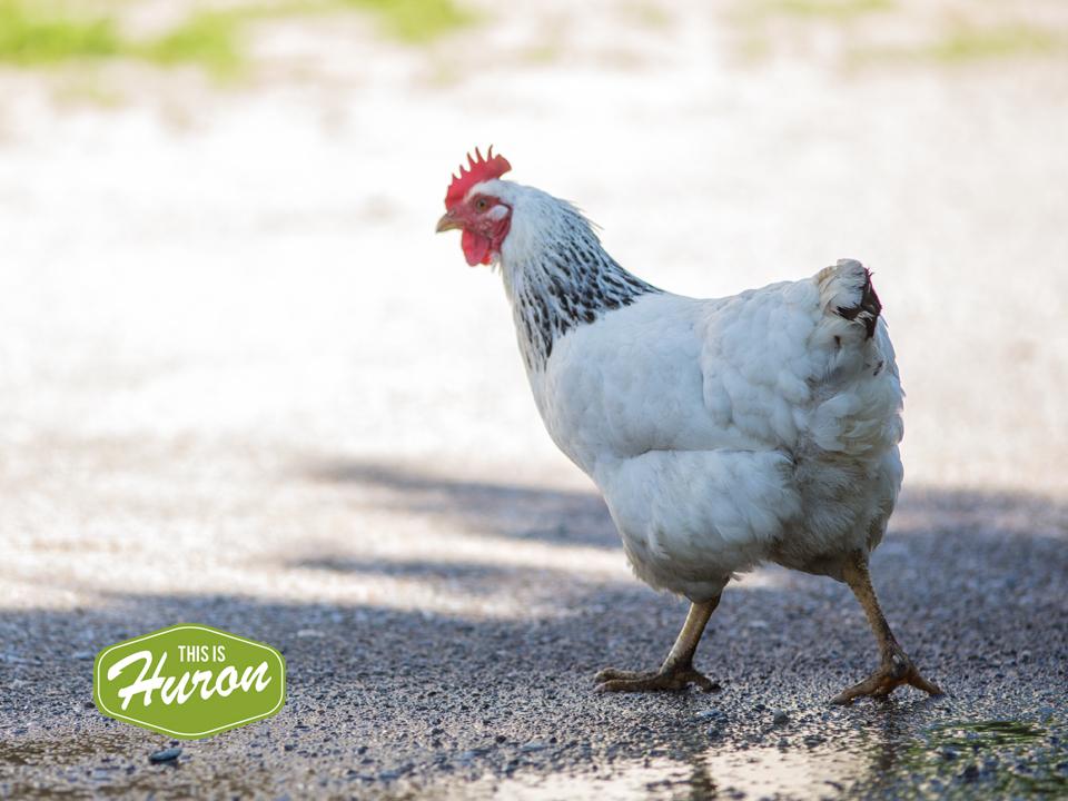 Duck... Duck... Chicken!