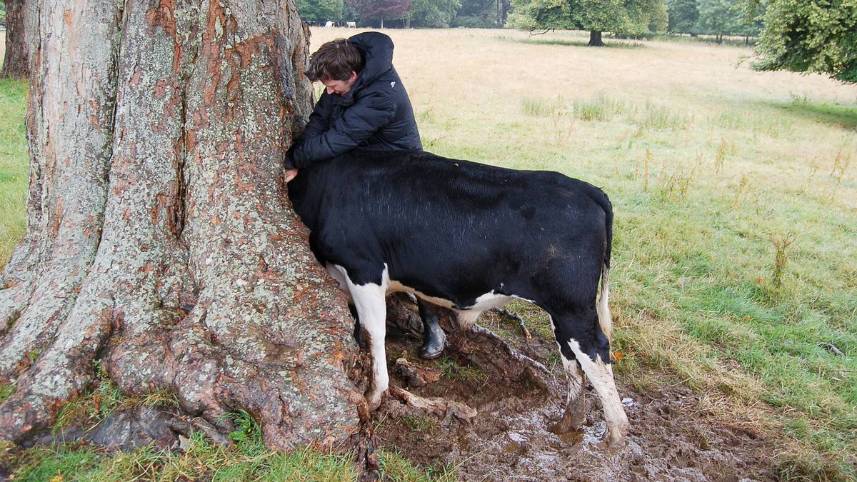 wbc_congress's tweet image. First world #CowProblems #WBC2016 #Cows #Cattle #Oops goo.gl/iU2yrV