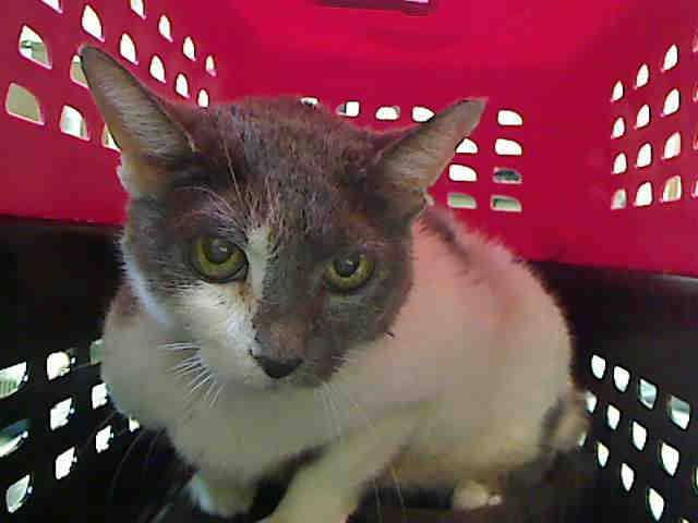 BOBBY - A1045600 - might be KILLED today! Please RT-share-foster-adopt! #NYC #CATS

nyccats.urgentpodr.org/bobby-a1045600/