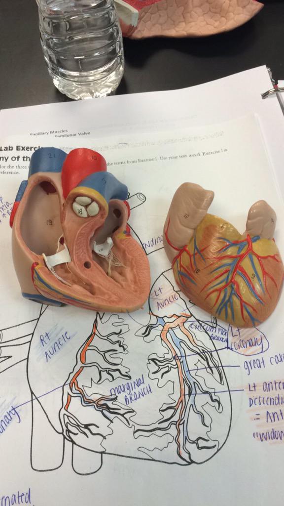jackiie_bee's tweet photo. But don't tell my heart, my achy breaky heart 💔💔💔 #BIO121HACC http://t.co/8ivt6sHOdz