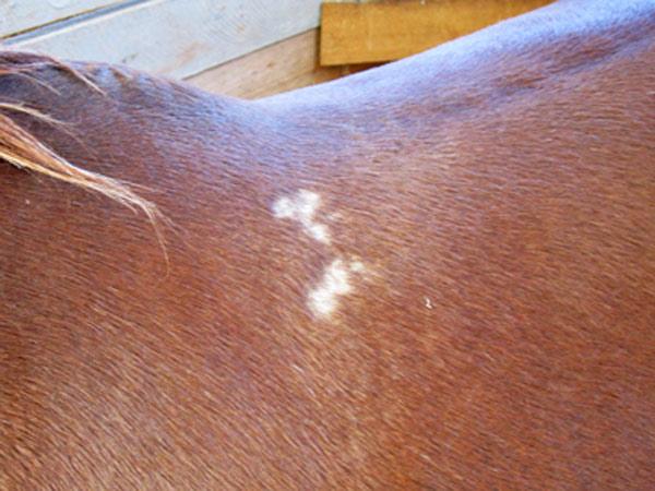 PegasusHealth's tweet photo. Saddled with a problem? Your horse will tell you http://t.co/MFBqXVIpwz http://t.co/AhLghxbeci