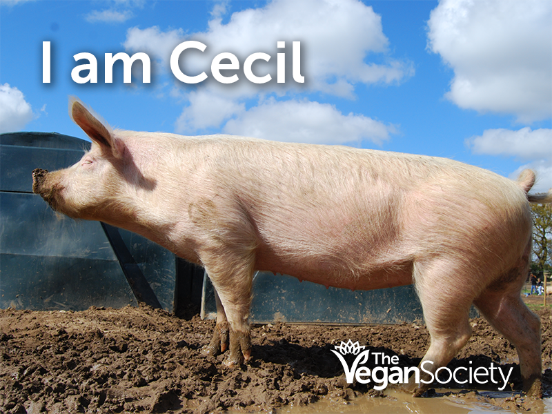 TheVeganSociety's tweet photo. Please RT if you agree #vegan http://t.co/1N6rSafqxG