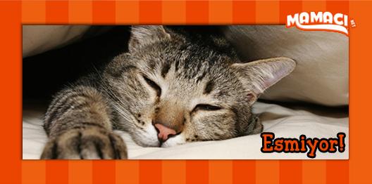 ✰ Esmiyor!
✔ Bu sıcaklarda, sokak hayvanları için bir kap suyu kapınızın önüne koymayı unutmayın!