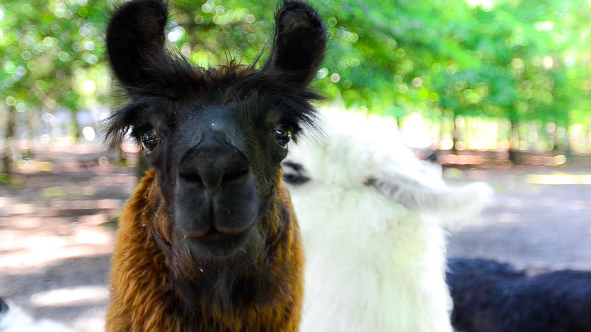 Tonight's the night! 5-8p for <a href="/QCForward/">Queen City Forward</a> #ImpactU Demo Day: All Llama, No Drama bit.ly/1ItWvcf  We can't wait!