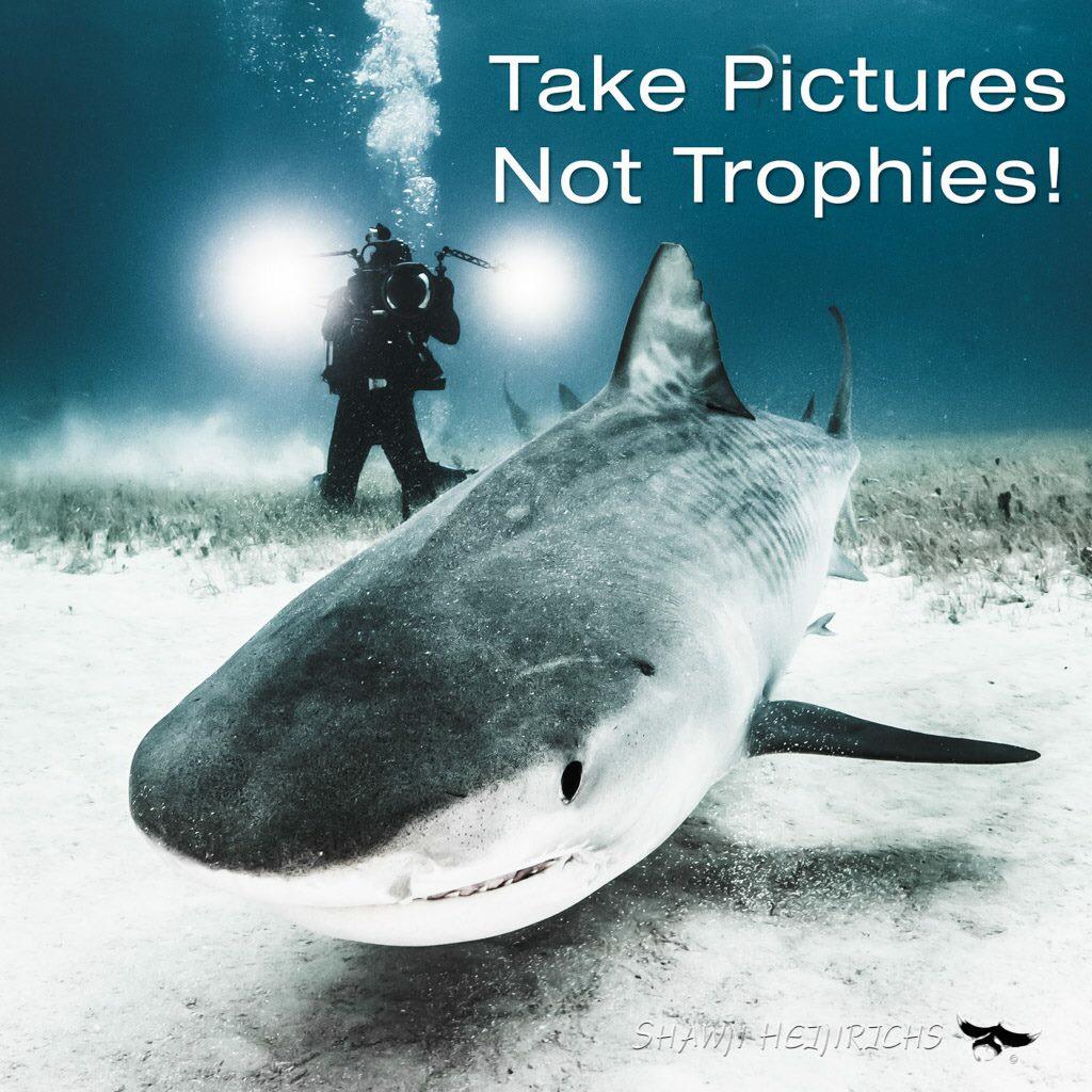 GhostShark13's tweet photo. Animals/wildlife are NOT trophies!! 

Take a picture 👉🏻 NOT trophies!!

#BanTrophyHunting http://t.co/UdrbQYFyZN