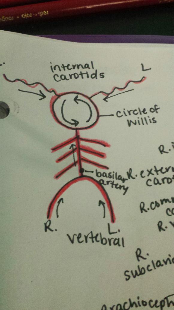 thattightschick's tweet photo. Our boy willis #biol121hacc http://t.co/pbS4CSFSa1