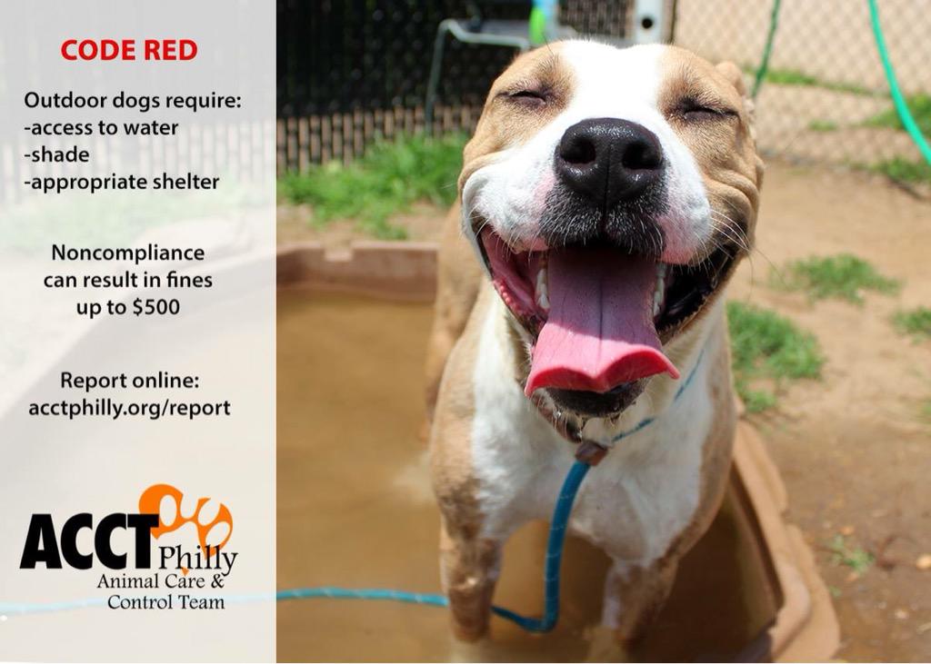PhillyUrgents1's tweet photo. ❗️Code Red til Sat. at 7am - if you see a dog in city limits w/o access to water, shade, shelter please report it! ❗️ http://t.co/fldWcmd5aA