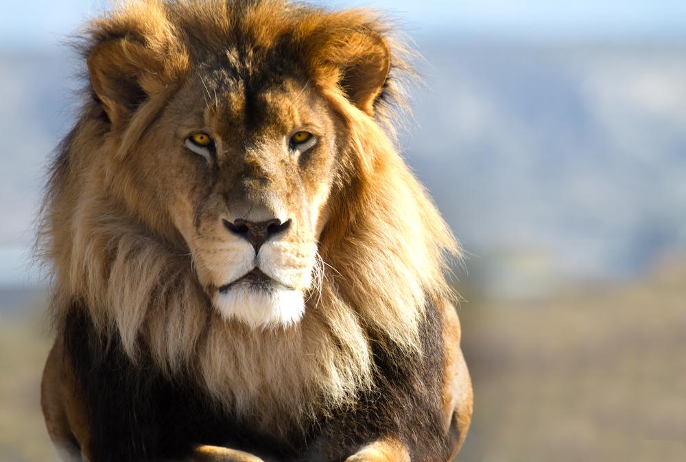 UniofOxford's tweet photo. Struck by the #CecilTheLion story? Find out how to help the conservation study he was part of: http://t.co/BuQgVEcxiW http://t.co/L7t9GrafX3