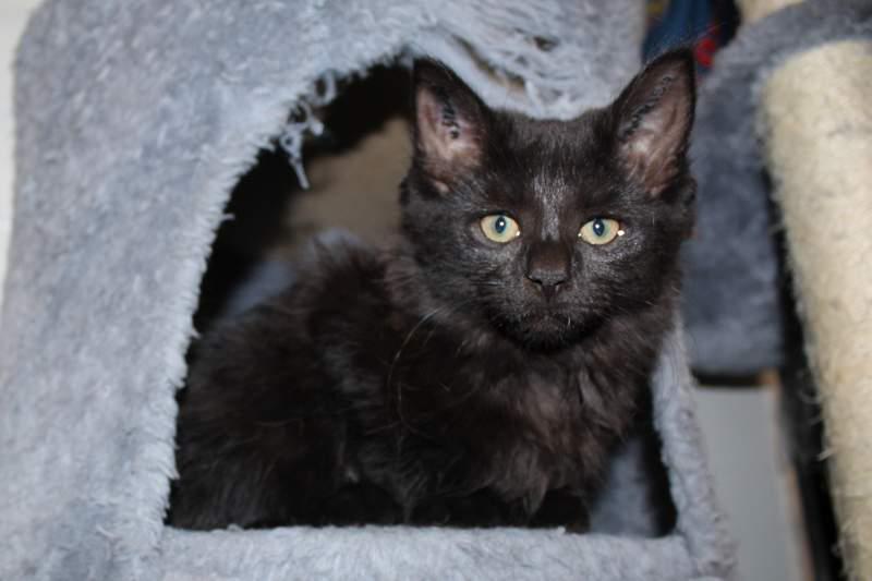 DBNordjylland's tweet photo. The perfect litter? Cute kittens looking for a new home! #dbinternat #nordjyllandsinternat #detgodekatteliv http://t.co/g6l11GT1qS
