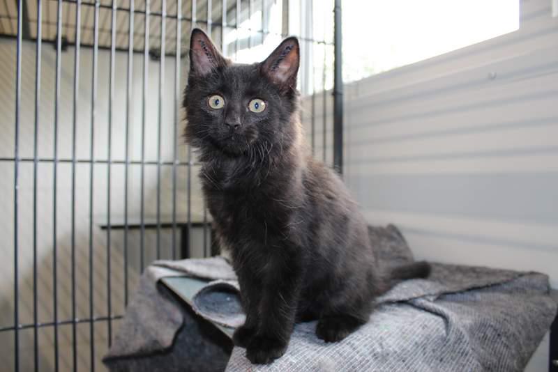 DBNordjylland's tweet photo. The perfect litter? Cute kittens looking for a new home! #dbinternat #nordjyllandsinternat #detgodekatteliv http://t.co/g6l11GT1qS