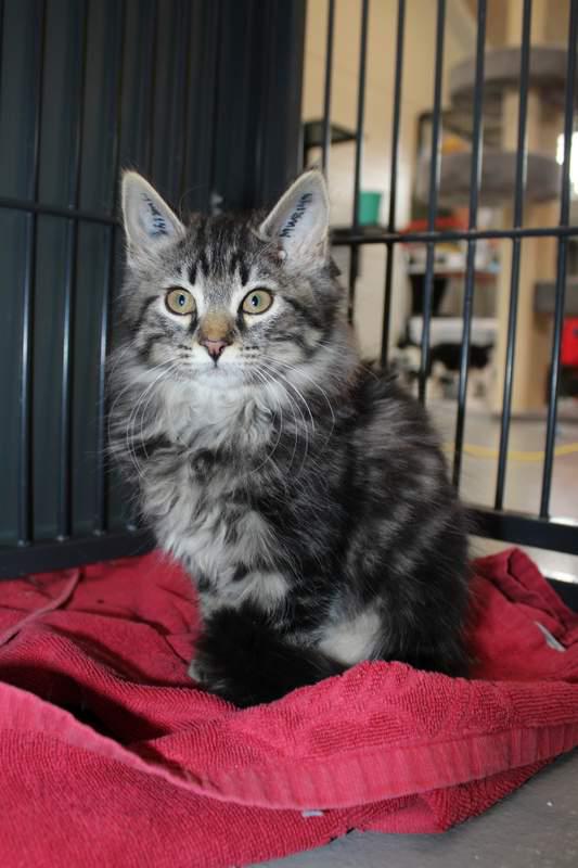 DBNordjylland's tweet photo. The perfect litter? Cute kittens looking for a new home! #dbinternat #nordjyllandsinternat #detgodekatteliv http://t.co/g6l11GT1qS