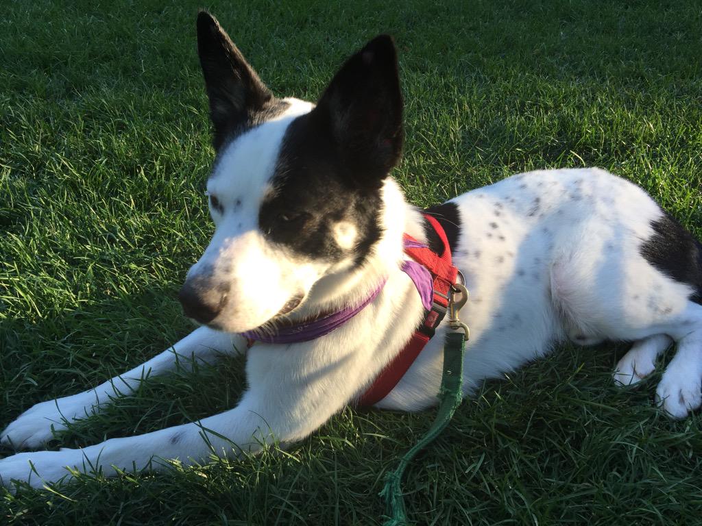 walktbeat's tweet photo. @kotadog the Official @walktbeat mascot. @robertwoonacott @localspins http://t.co/QZOVwe5npb