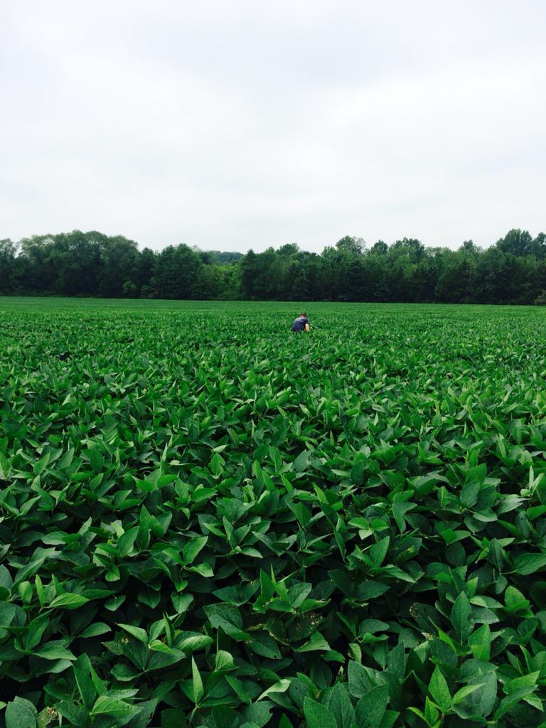 curtcooper4's tweet photo. Great looking field of 3707's in Bucks County PA. http://t.co/8z7G36CFsN