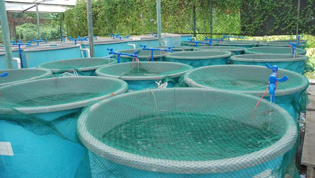 MyPonics's tweet image. 10 Jobs That You Could Have in 2030! - #Aquaponic Fish Farmer! We're ready NOW. See what el... bit.ly/1LCPtnL
