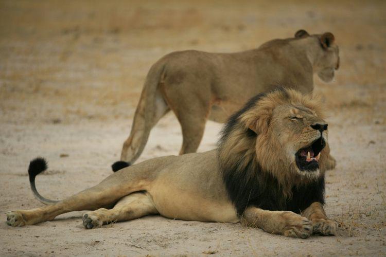 libe's tweet photo. Une enquête ouverte aux Etats-Unis après la mort du lion Cecil http://t.co/taJbFSvGt2 http://t.co/cotdala3Nm