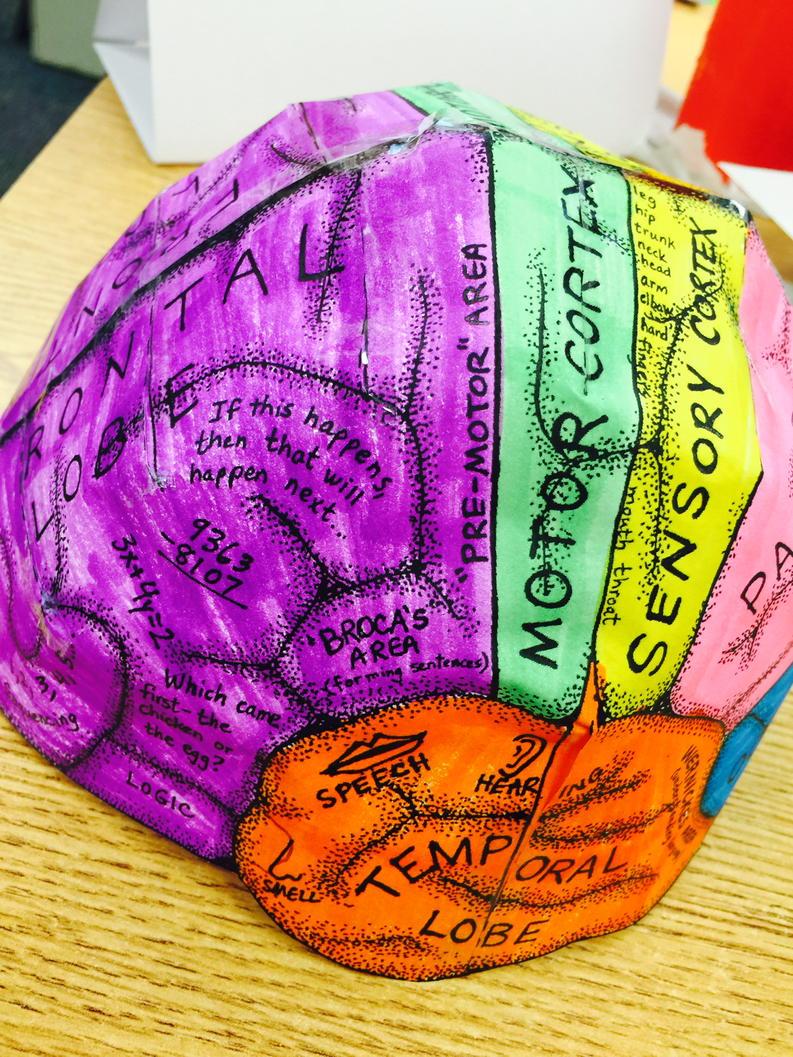 mandi_cloud's tweet photo. Learning about the brain today! We made brain hats! #oklaed #edsandite #GESummer15 http://t.co/xlrv2gKwSM