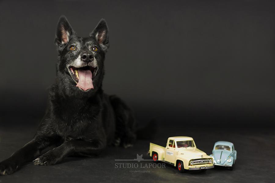 De eerste studio opdracht is een feit! Wat vinden jullie van Bram? #hondenfotografie #Eindhoven #studio #Fotografie