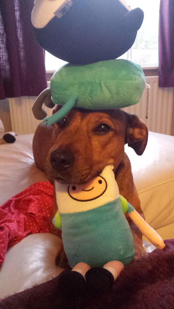 CanineCrazyBlog's tweet photo. Roxy balance level: awesome http://t.co/2gsMqvnW1t