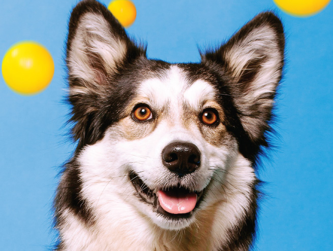 torontolife's tweet photo. Our new Best of the City guide has something for everyone—even this very, very good boy: http://t.co/oib5ufpLDF http://t.co/ZJSBHJSwXI