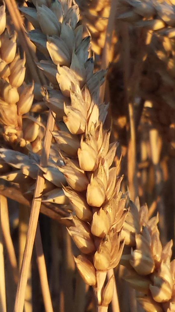 EDMEingredients's tweet image. Fab #wholegrain soon to be malted milled &amp;amp; baked into #nutritiousbread thanks @NFUEastAnglia farmers &amp;amp; @crispmalt